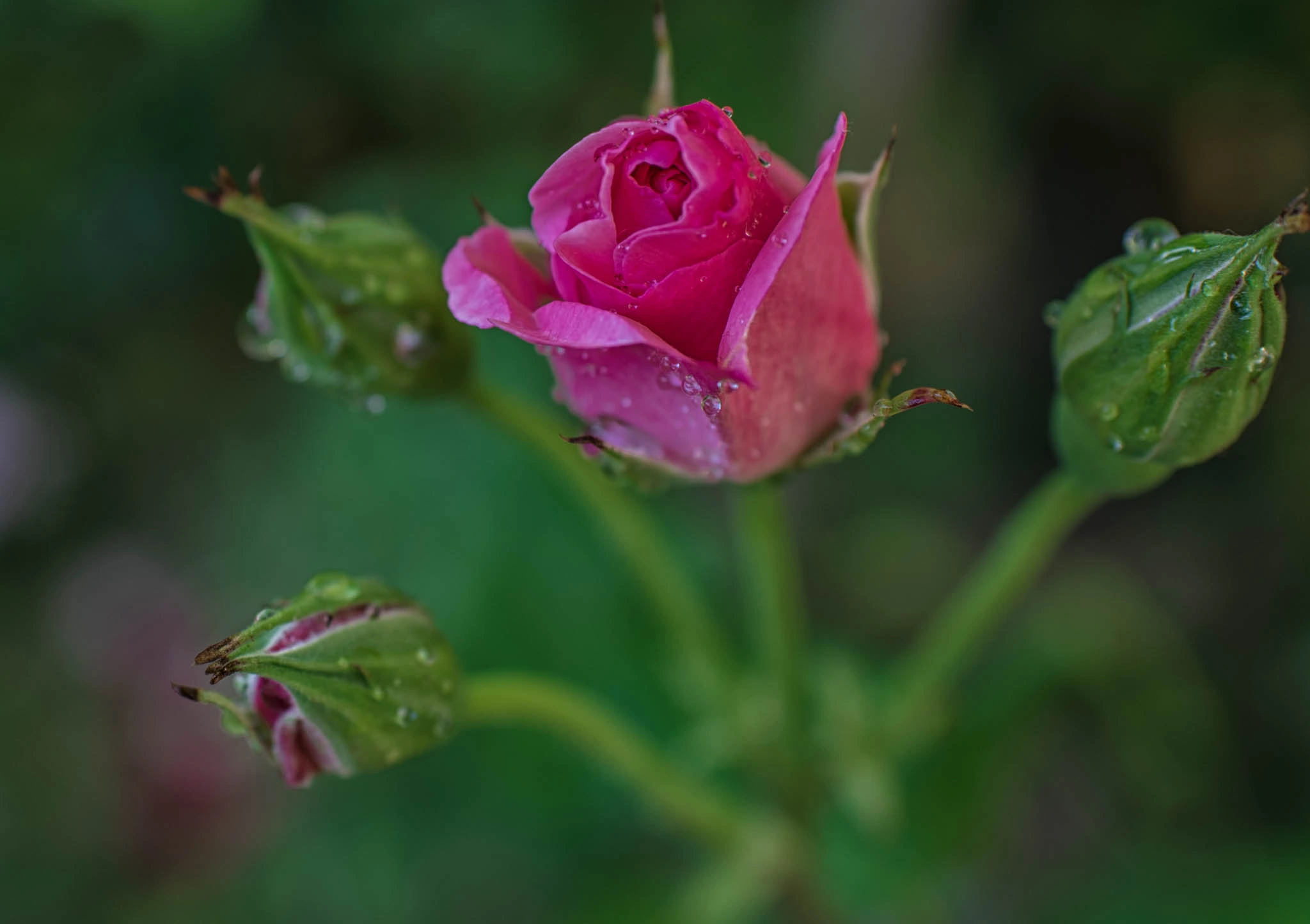 7D8SC_3438-Edit
