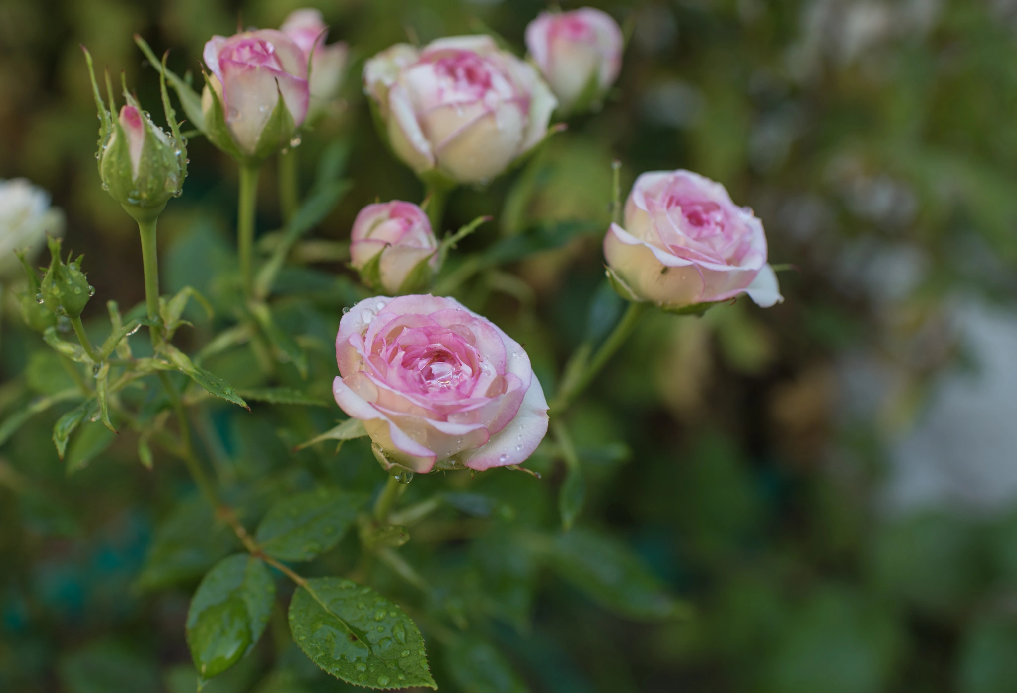 7DSC_3433-2
